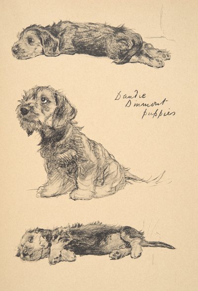 Dandie Dinmont Puppies, 1930, Illustrations from His Sketch Book Used for 